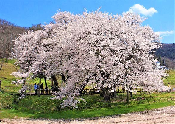 🌸 이시베 벚꽃 (구 이시베 저택 터)
